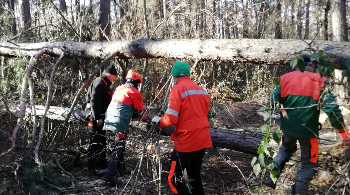 Volontari rimuovono piante cadute sui sentieri del Parco Pineta