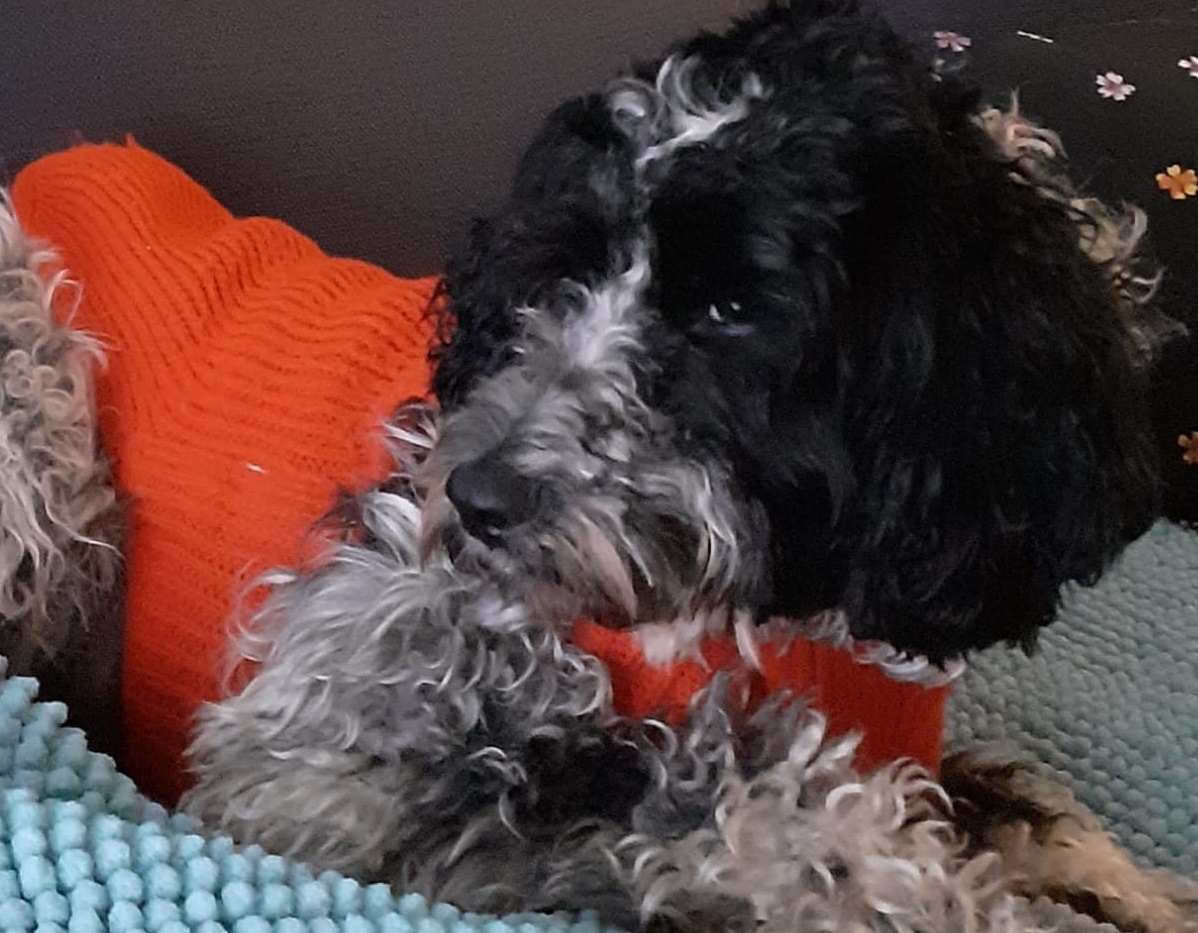 Cagnolina si sente male dopo una passeggiata in via Dei Rebecchi: mistero su cosa sia successo