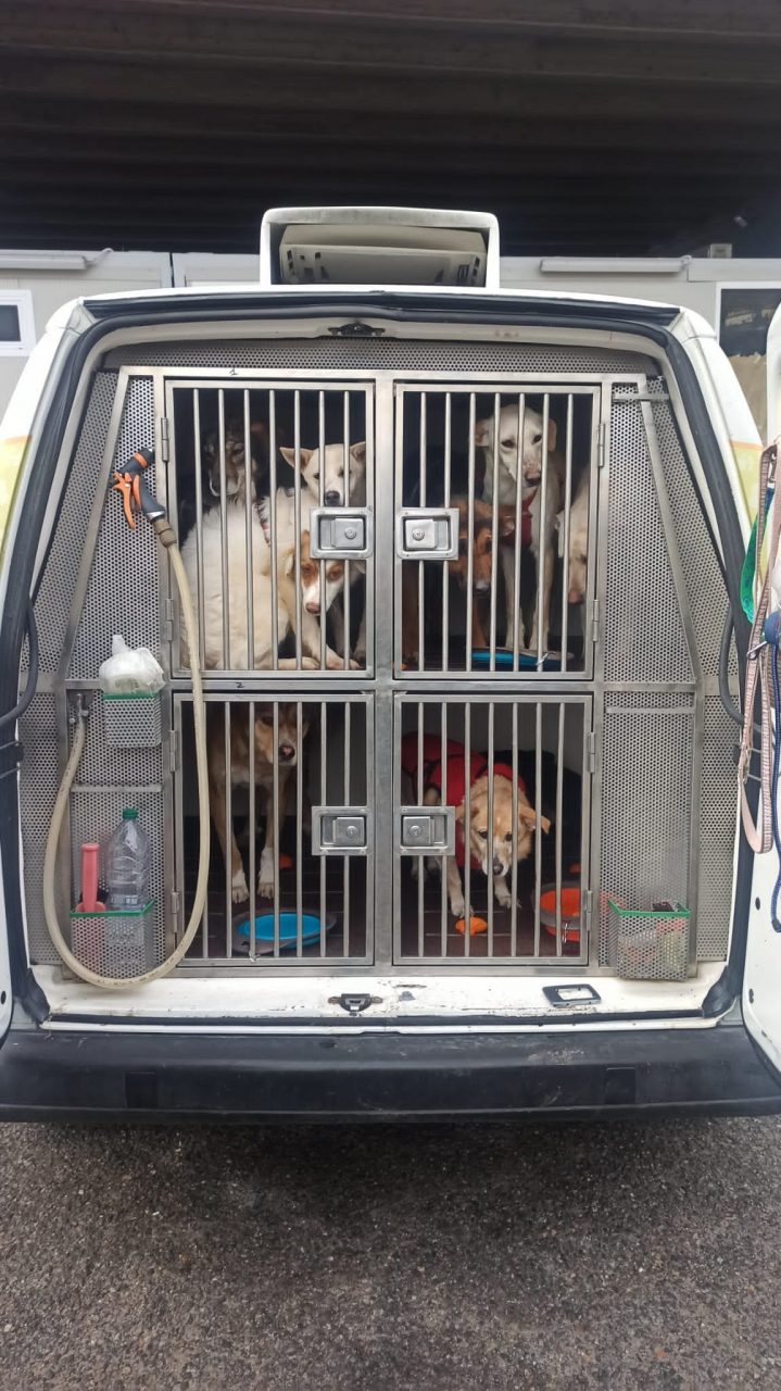 Venti svizzeri a Brogeda per adottare dei cani da una onlus di Cosenza che è stata sanzionata per trasporto irregolare degli animali