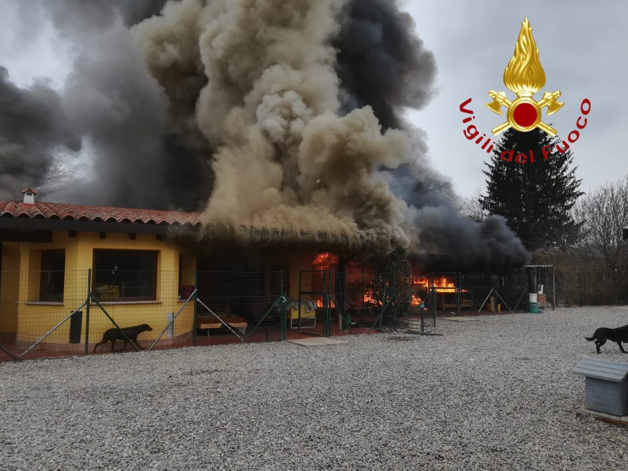 “Grazie a tutti”, dal Canile di Olgiate Comasco l’appello per ripartire