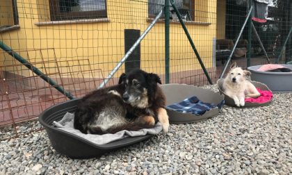 Dopo l'incendio grande solidarietà per il canile di Olgiate: arrivati tanti aiuti per i cani