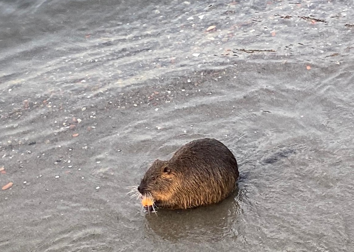 Avvistata una nutria sul lungolago a Como