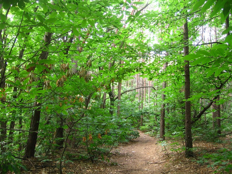 Parco Pineta, vertice in Prefettura con i sindaci: obiettivo garantire più sicurezza