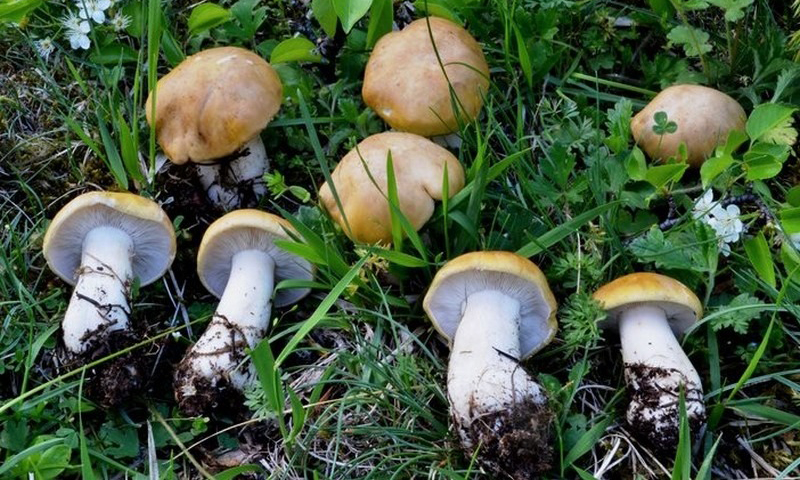 Commestibilità dei funghi: un servizio gratuito di riconoscimento