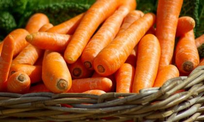 In regalo con il Giornale di Cantù, Erba e Olgiate i semi di carota