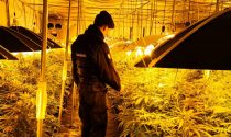 Coltivavano (con cura) oltre 600 piante di marijuana in un capannone: arrestati due uomini di Lomazzo e Varese
