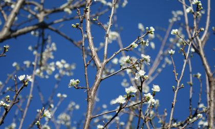 Ancora tanto sole: temperature gradevoli, fresco al mattino | Meteo Lombardia