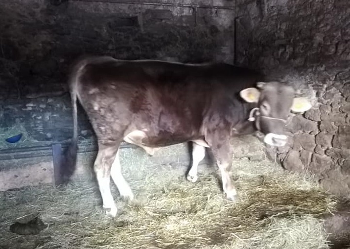 Il proprietario è morto, ora il toro cerca casa