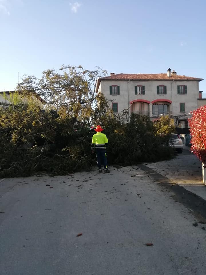 Albero sradicato dal vento, paura ad Albiolo