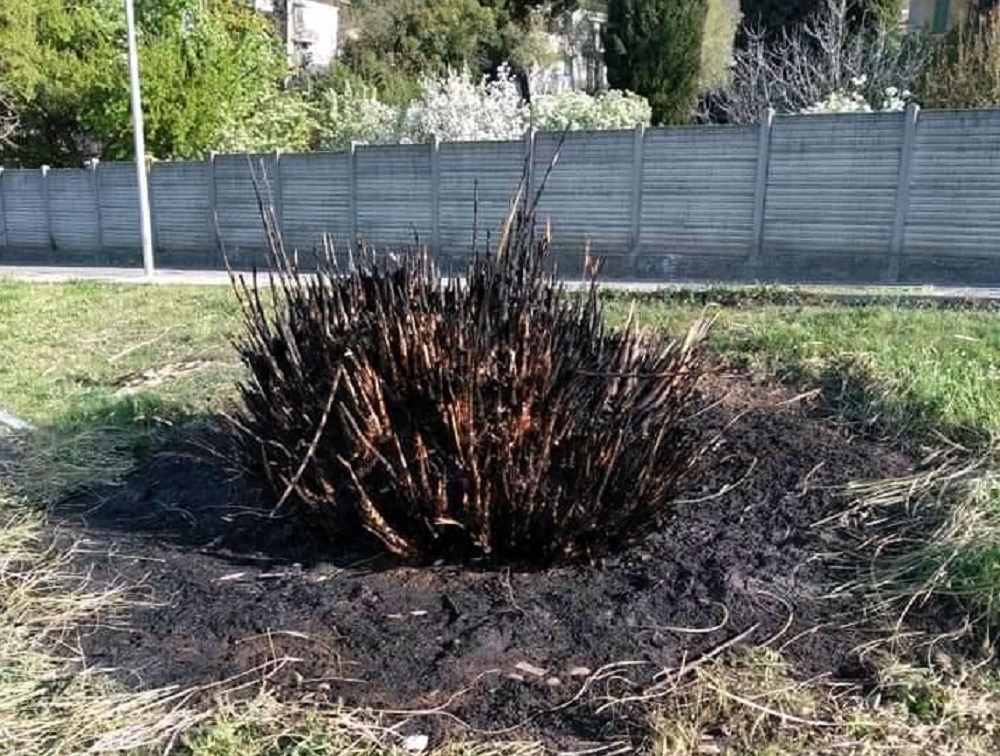 Albese, incendiano il cespuglio fuori dalla palestra. Il Comune: “Puro gusto di distruggere la cosa pubblica”