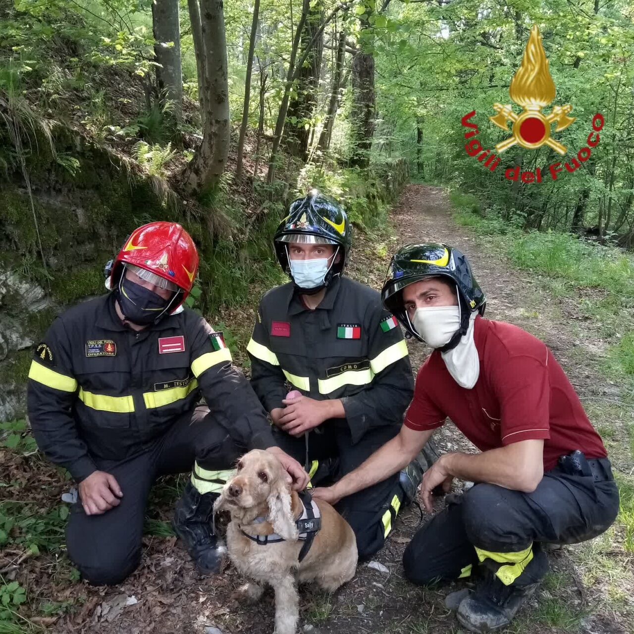 Un cane si perde nel bosco, recuperato dai Vigili del fuoco