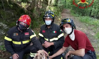 Un cane si perde nel bosco, recuperato dai Vigili del fuoco