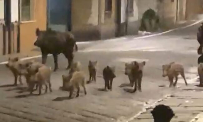 Cinghiali, Orsenigo: “Regione volta le spalle agli agricoltori”