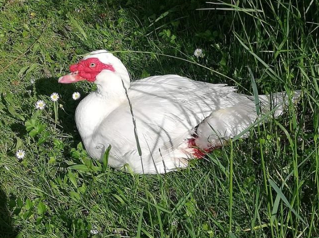 Anatra attaccata da un cane al Segrino: salvata dai volontari Enpa di Monza
