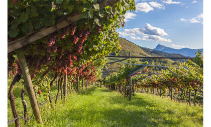 Regione vitivinicola dell'anno: il Trentino si aggiudica il premio internazionale