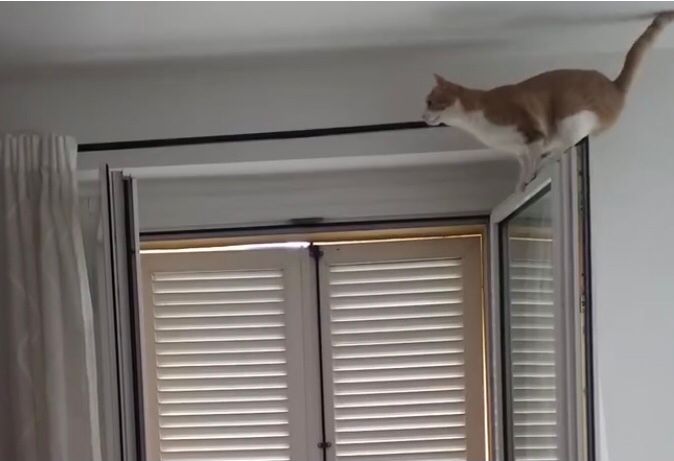 Simpatiche Zampette inviateci i video dei vostri animali