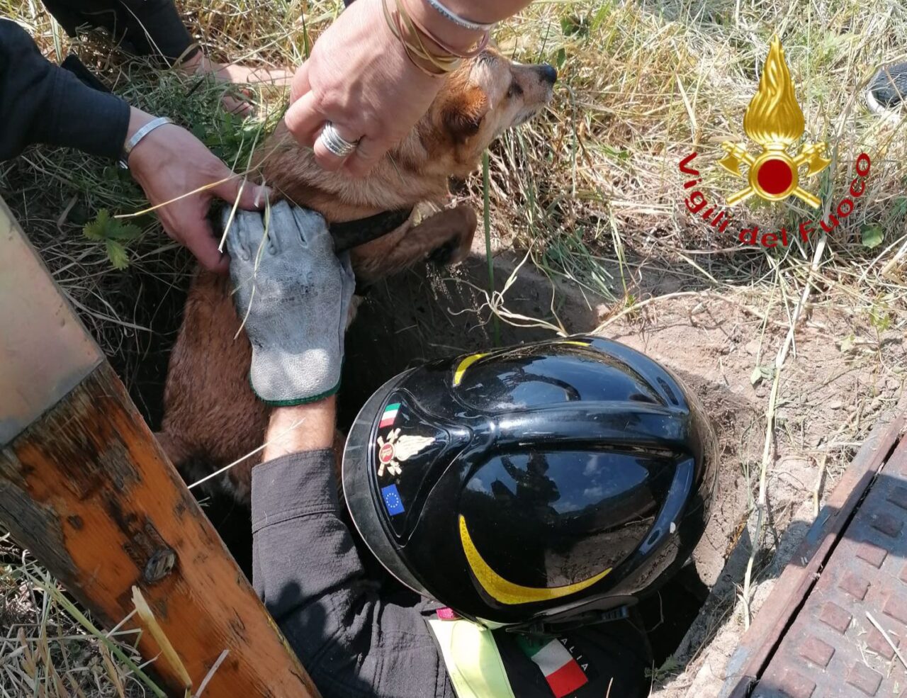 Cane precipita all’interno di un pozzo, salvato dai Vigili del fuoco