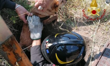 Cane precipita all'interno di un pozzo, salvato dai Vigili del fuoco