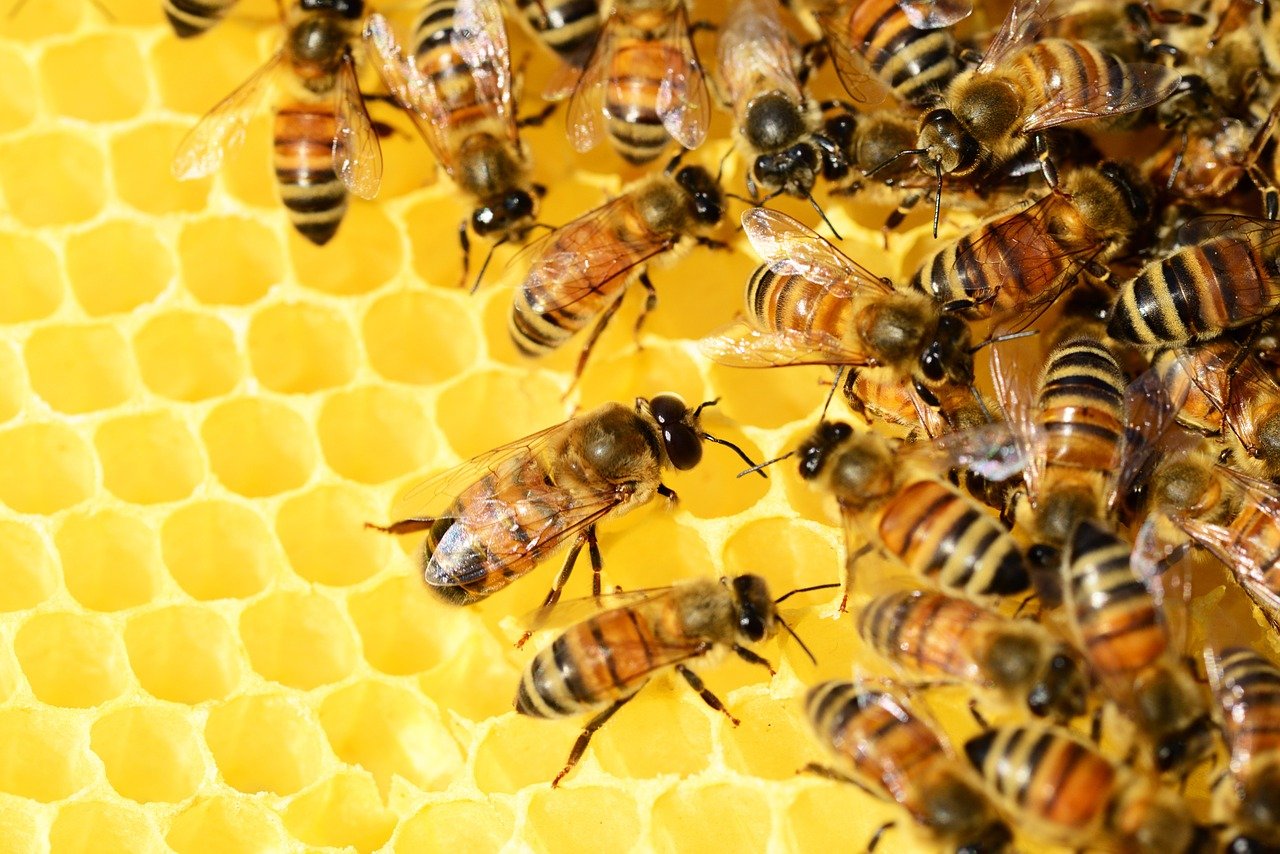 Il miele di Ca’ Dulza vince l’Ape d’argento