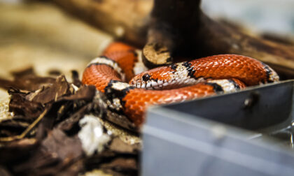 Per disfarsi del terrario dei serpenti, lo svuota nel cassonetto dell'umido