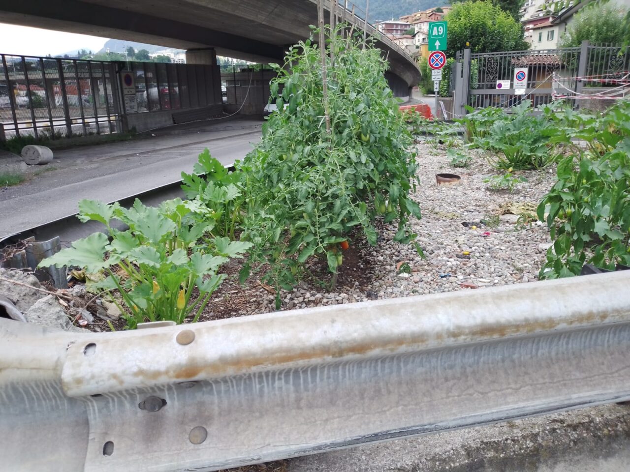 Ponte Chiasso, voglia di pomodori e zucchine? In via Baragiola il misterioso ortista coltiva nello spartitraffico