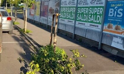 Vandali a Figino Serenza: spezzato un tronco di un albero e divelto un cartello