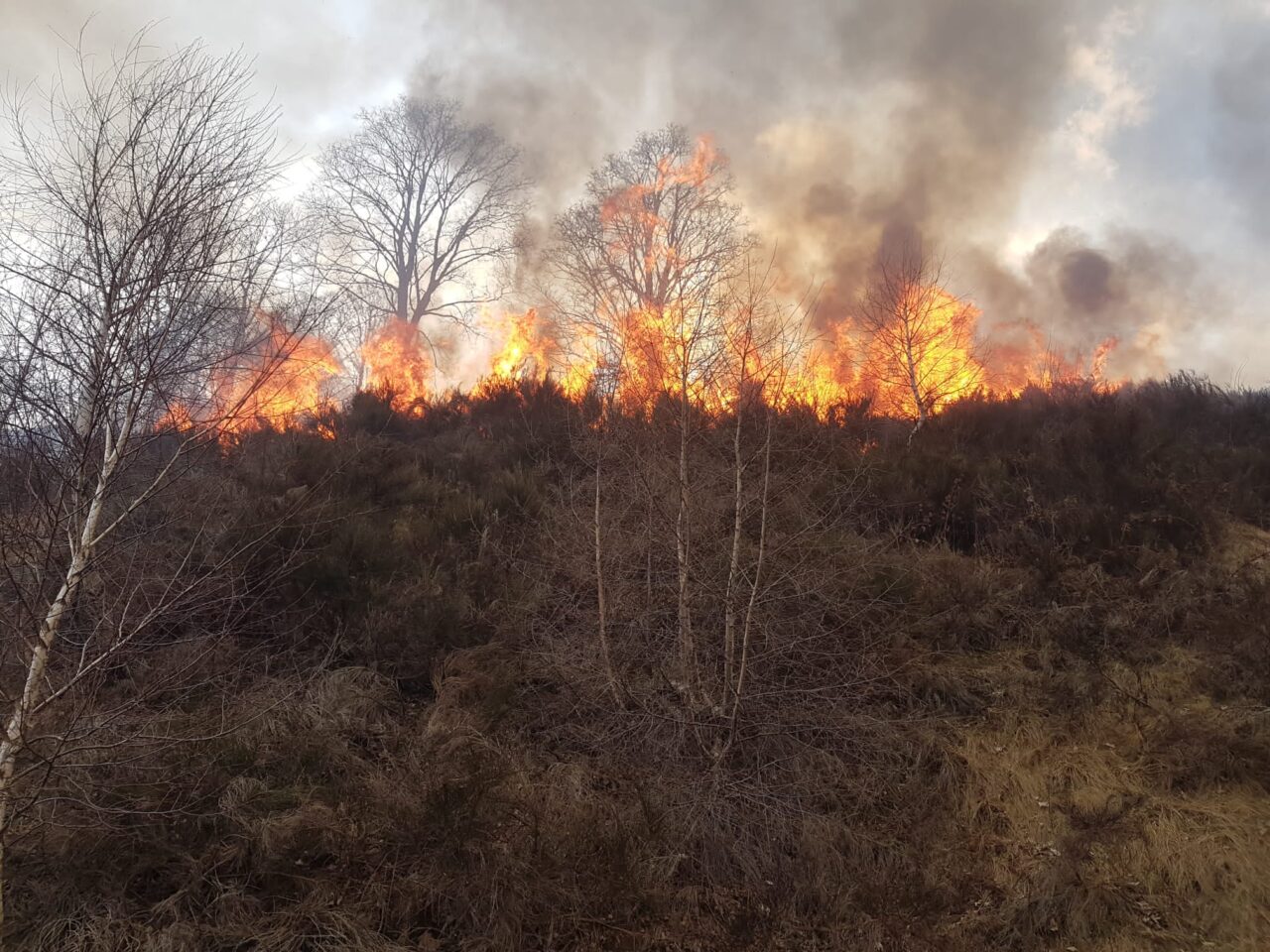 Incendi boschivi: chiesto il rinvio a giudizio di due persone