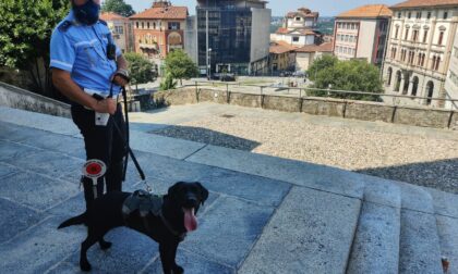 Spaccio a Cantù: i controlli della Polizia locale con l'unità cinofila