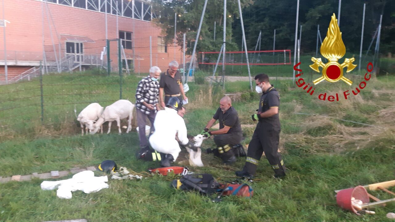 Capra precipita in un condotto, salvata dai Vigili del fuoco