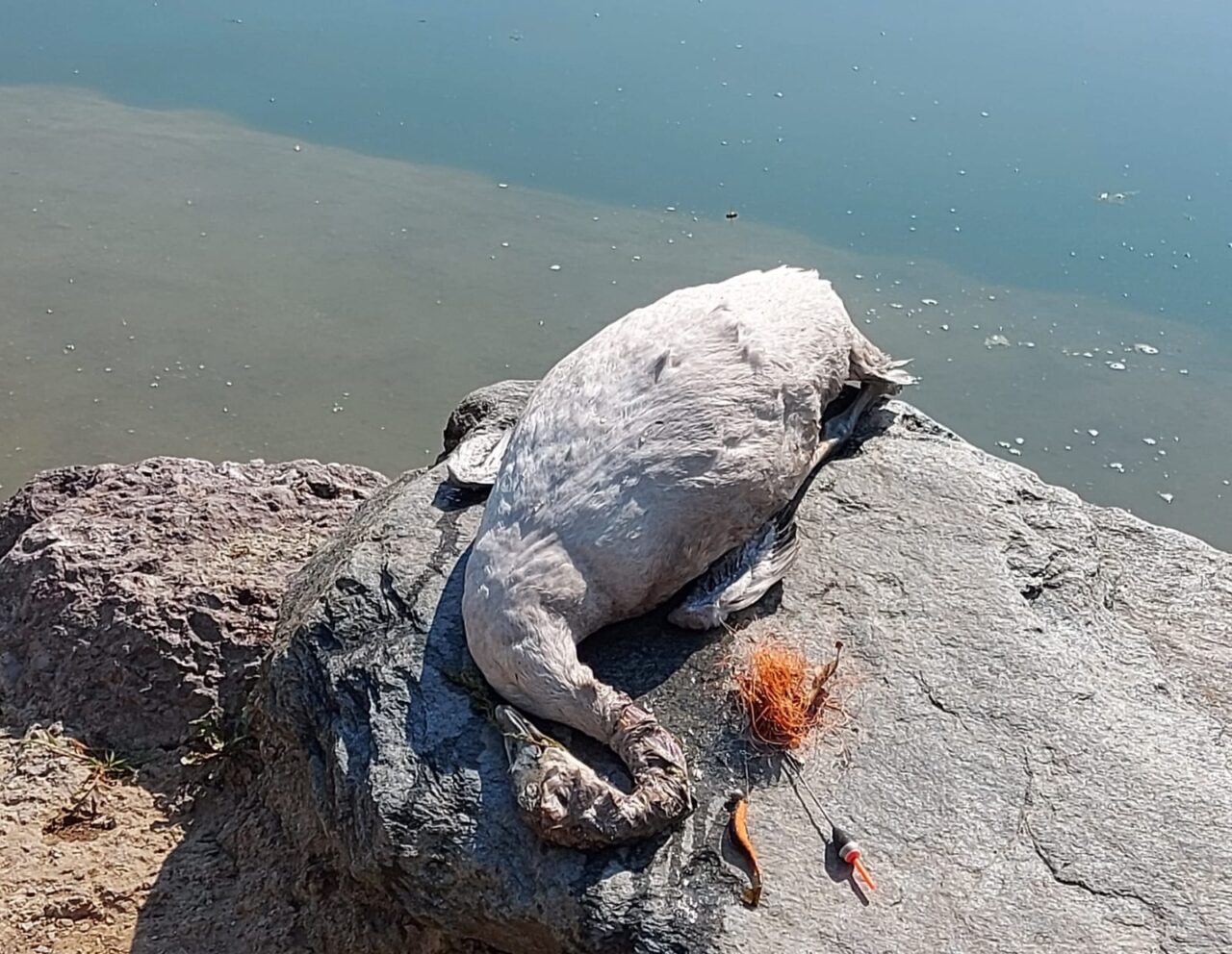 Cigno muore impigliato nell’amo di un pescatore
