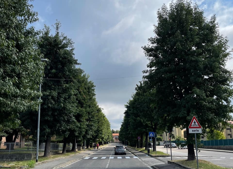 Figino, sotto attacco gli alberi in via De Gasperi e Colombo: al via il trattamento, le indicazioni per i residenti