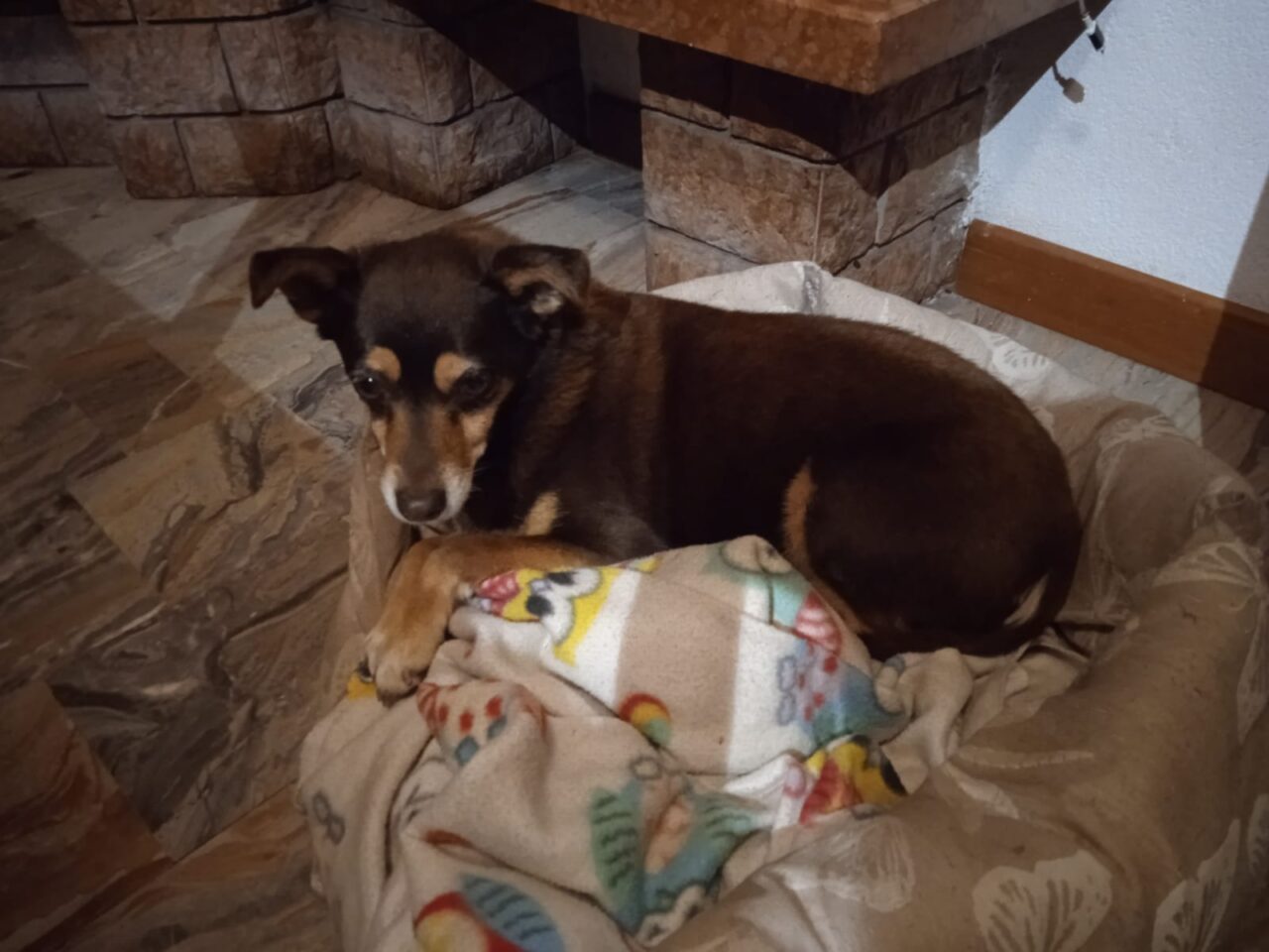 Avvelenano la cagnolina e tentano il furto in casa