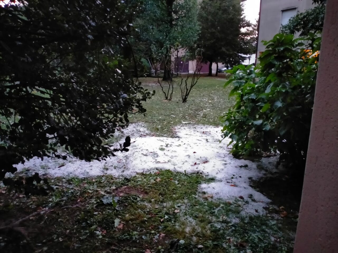 Maltempo a Novedrate danni alle piante