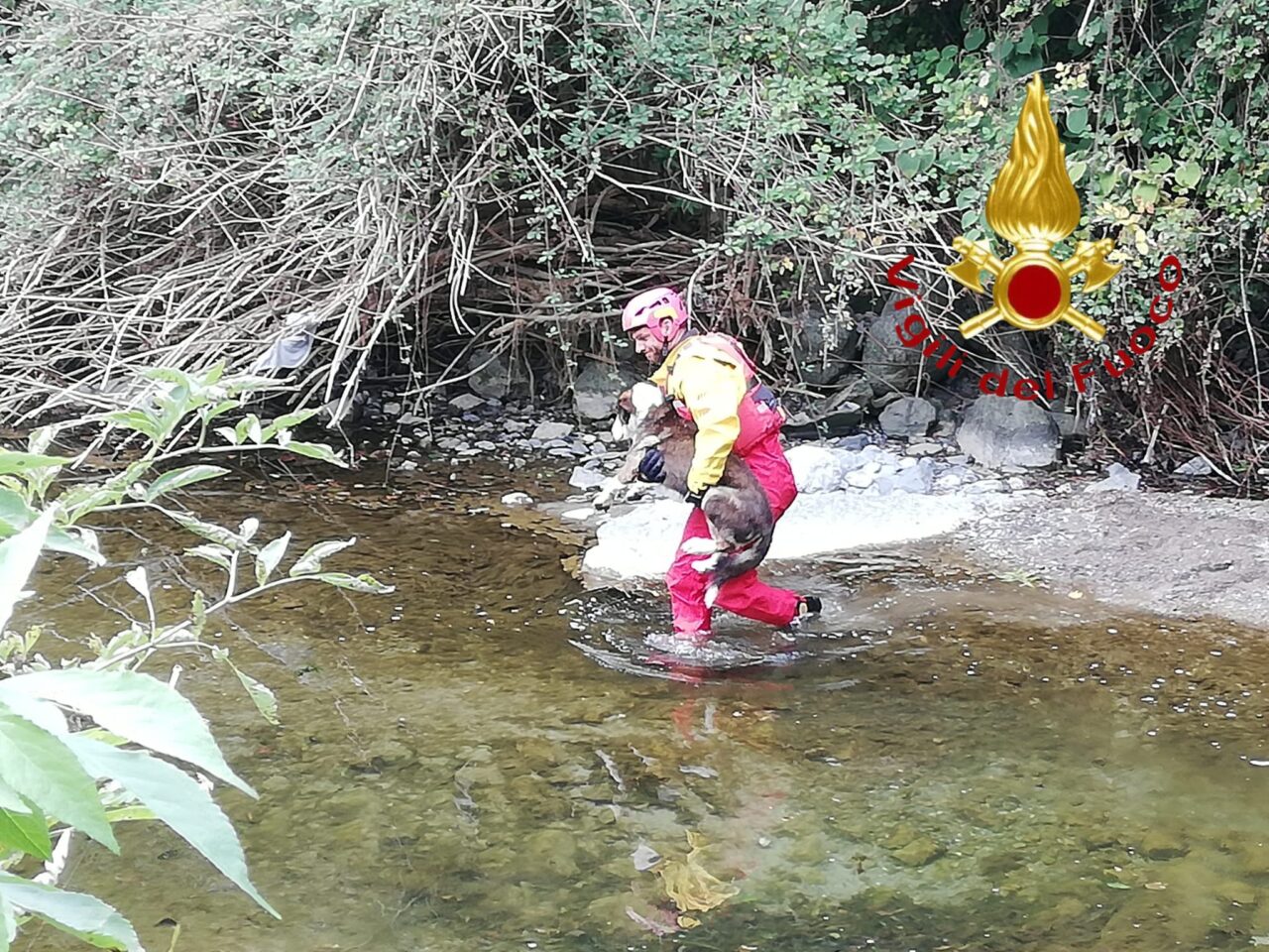 Cane finisce nel Lambro, soccorso dai Vigili del fuoco