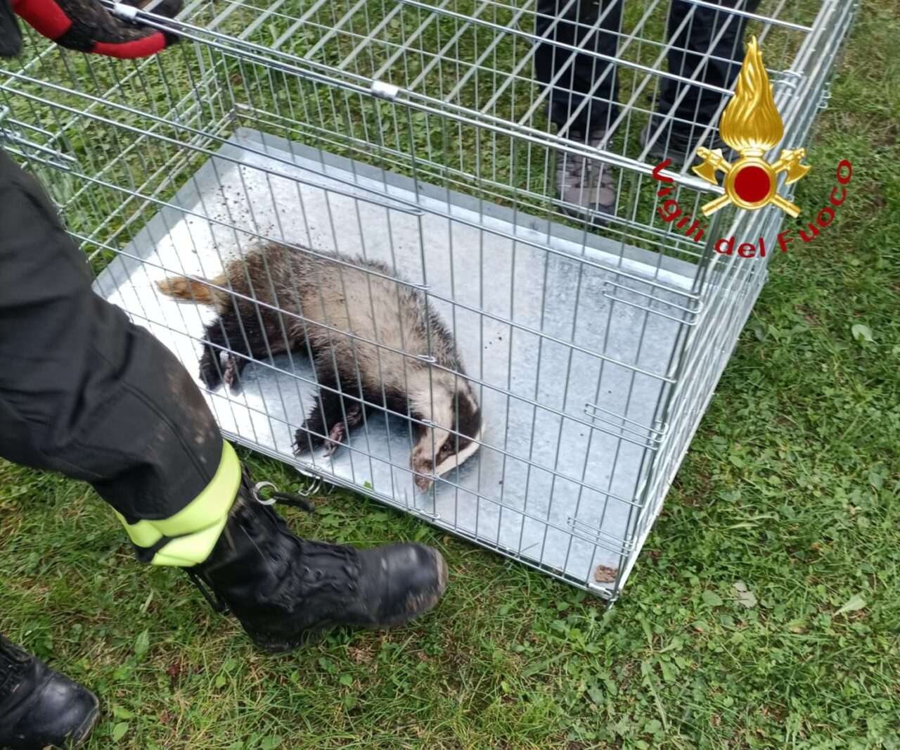 Cane lancia l’allarme e i Vigili del fuoco salvano un tasso