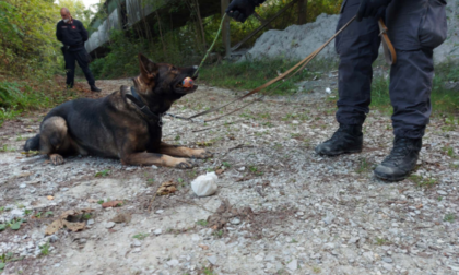 Droga nei boschi il cane Artù la trova in un nastro trasportatore