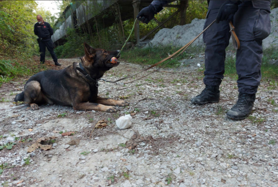 Droga nei boschi il cane Artù la trova in un nastro trasportatore