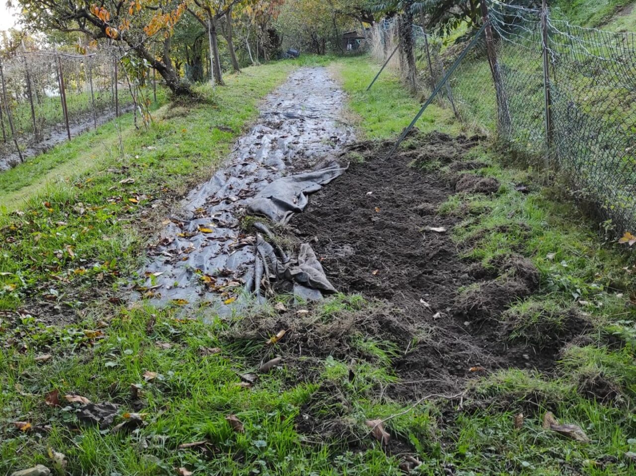 Diversi avvistamenti di cinghiali a Tavernola: “Sono entrati nel nostro recinto”
