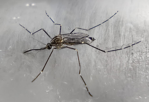 Un caso di Dengue a Capiago Intimiano