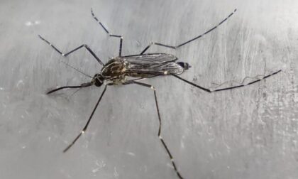 Nessuna pace, nemmeno d'inverno: la zanzara coreana sempre più diffusa