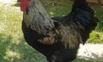 Il canto del gallo infastidisce i vicini... Julio costretto a trasferirsi