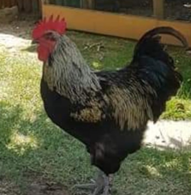 Il canto del gallo infastidisce i vicini… Julio costretto a trasferirsi