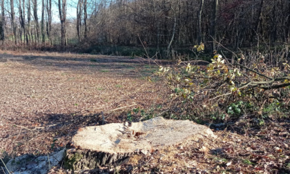 Quercia secolare abbattuta nello Zoc del Peric, gli ambientalisti insorgono