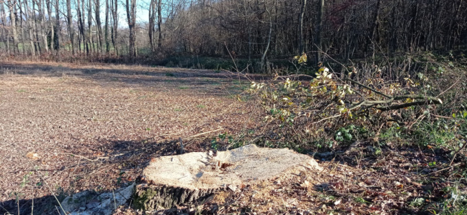 Quercia secolare abbattuta nello Zoc del Peric, gli ambientalisti insorgono