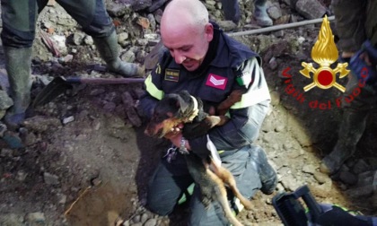 Lomazzo, inseguono la volpe ma finiscono incastrati: salvati due cani