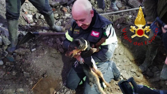 Lomazzo, inseguono la volpe ma finiscono incastrati: salvati due cani