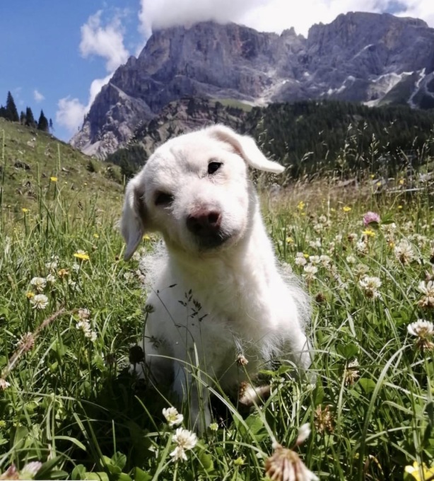 Addio Miele, cagnolino superstar del web