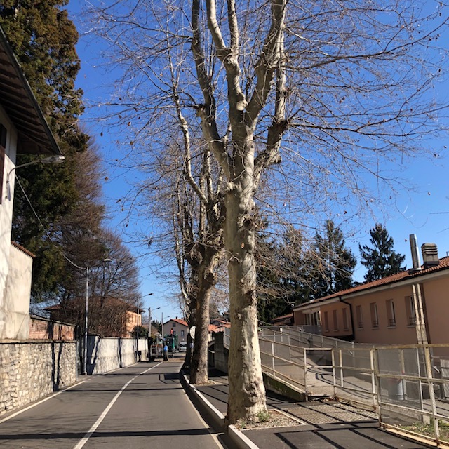 Potatura in corso, viale Michelangelo chiuso al traffico