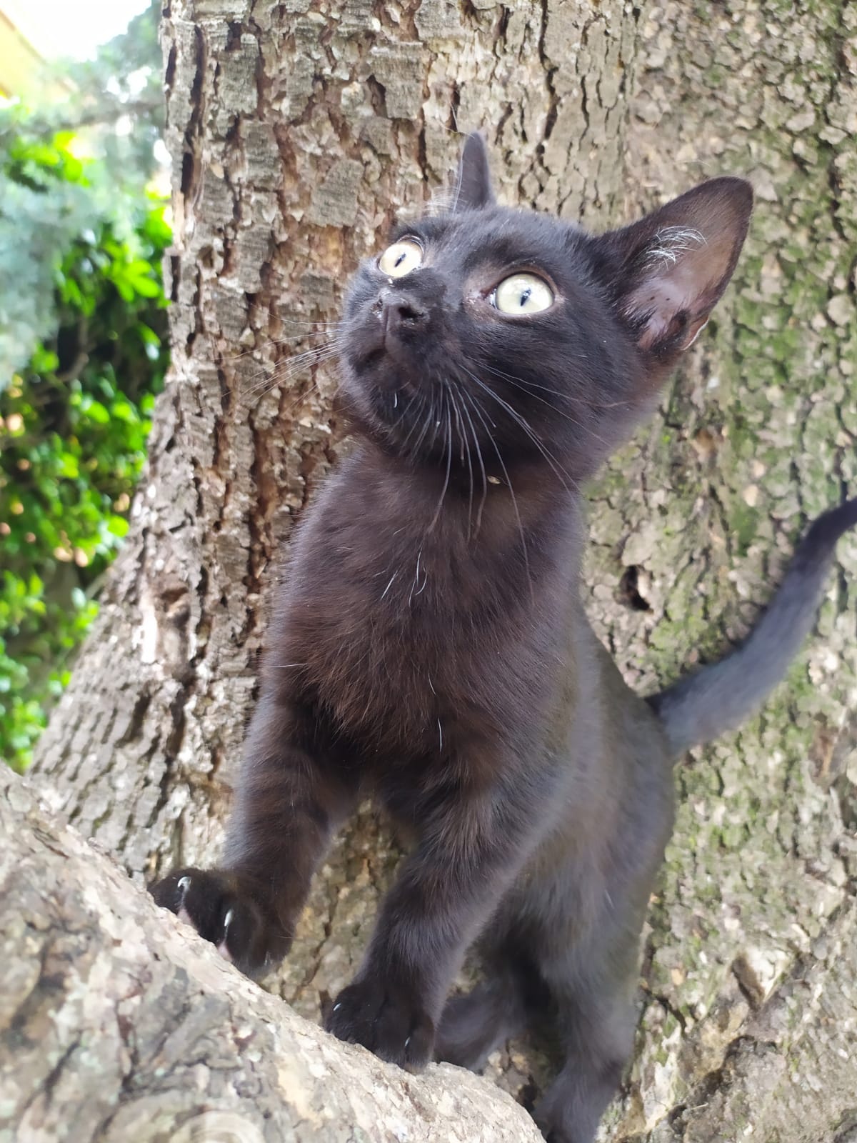 Loki di Nicolò Galbiati a Cantù