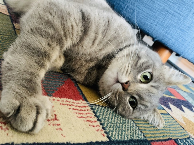 Festa del Gatto: una valanga di foto dei vostri mici